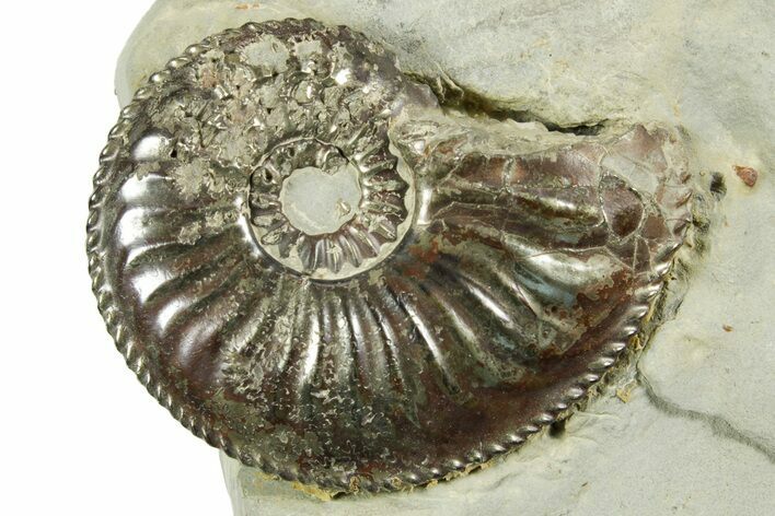 Pyritized Jurassic Ammonite (Amaltheus) Fossil - France #367610